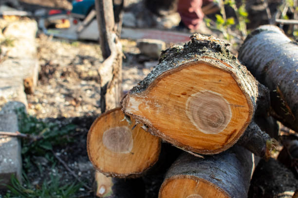 How Our Tree Care Process Works  in  Saybrook Manor, CT