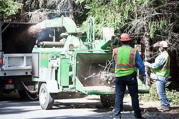 Leaf Removal in Saybrook Manor, CT